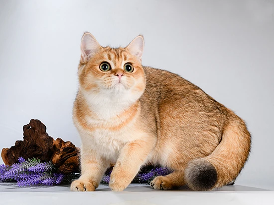 Alice Glorious Cat