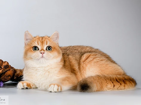 Anfisa Glorious Cat