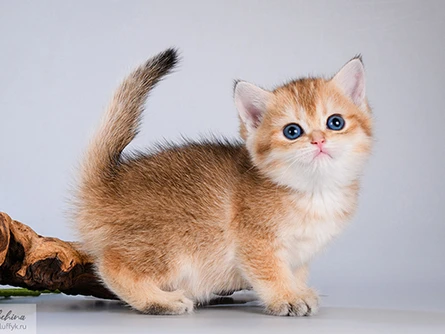 Emmy Glorious Cat