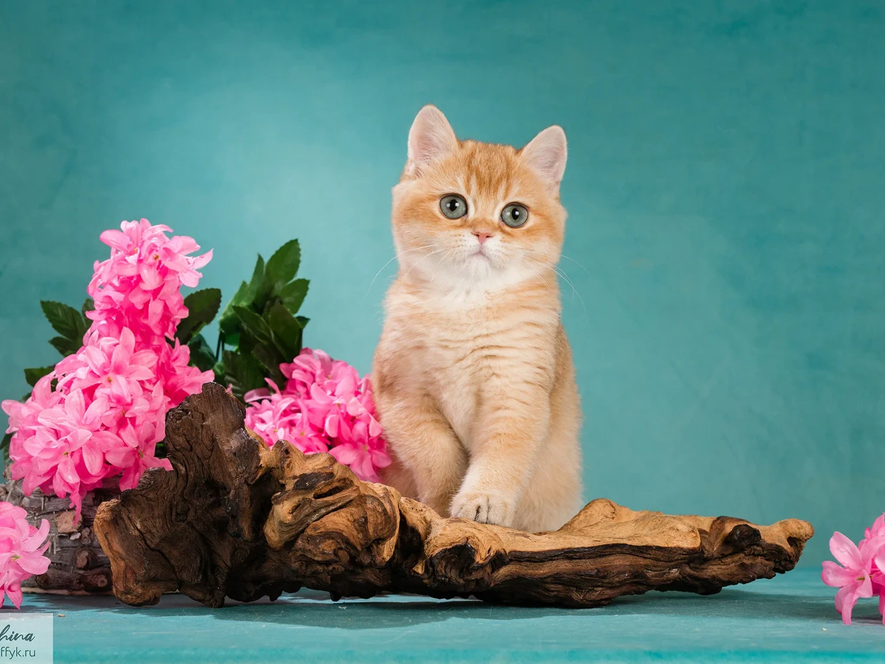 Zabava Glorious Cat