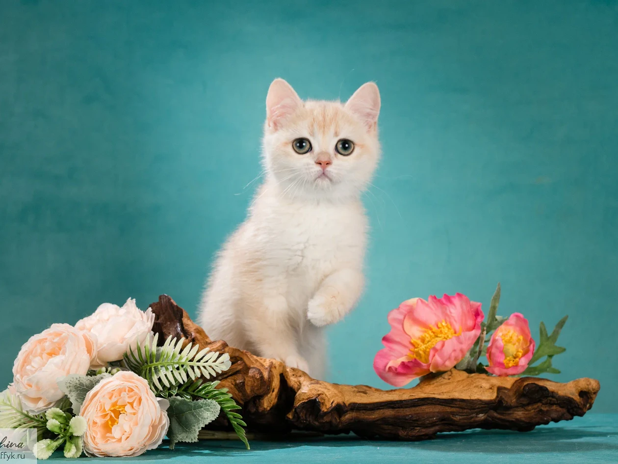 Amelia Bri Adamas*ru