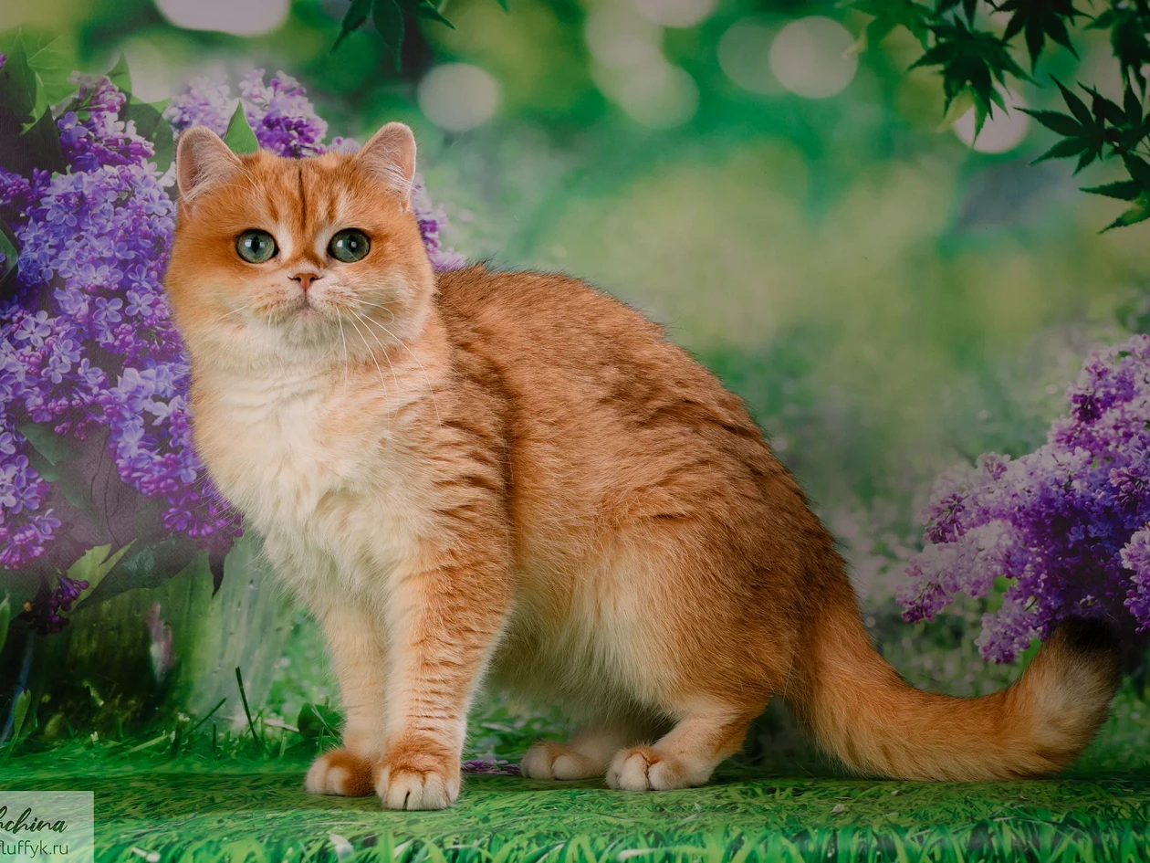 Matilda Glorious Cat
