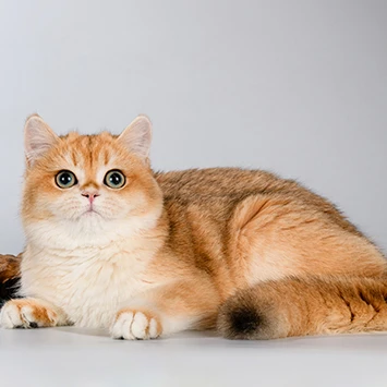 ANFISA GLORIOUS CAT, фотография 1