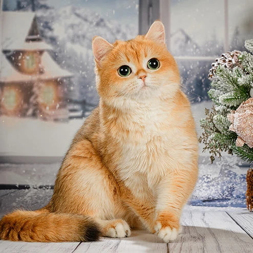 Matilda Glorious Cat, фотография 6