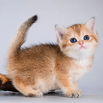 Emmy Glorious Cat, фотография 1