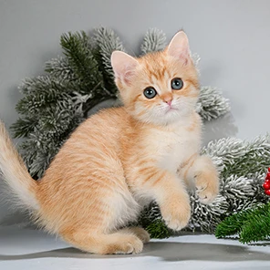 West Glorious Cat, фотография 1