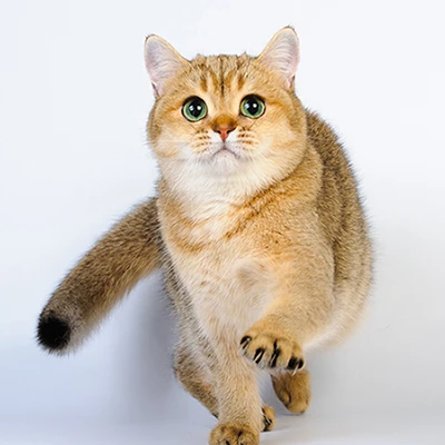 Praskovia Glorious Cat, фотография 1