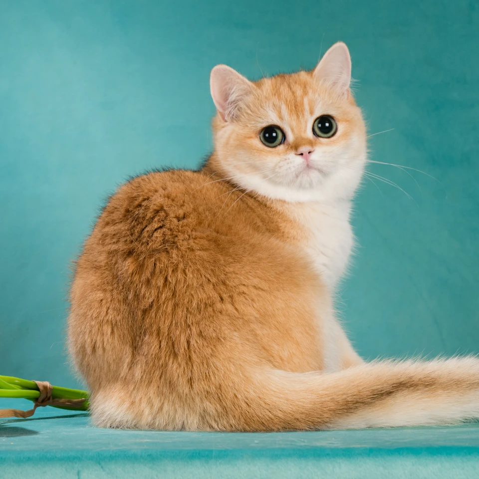 Victoria Glorious Cat, фотография 3