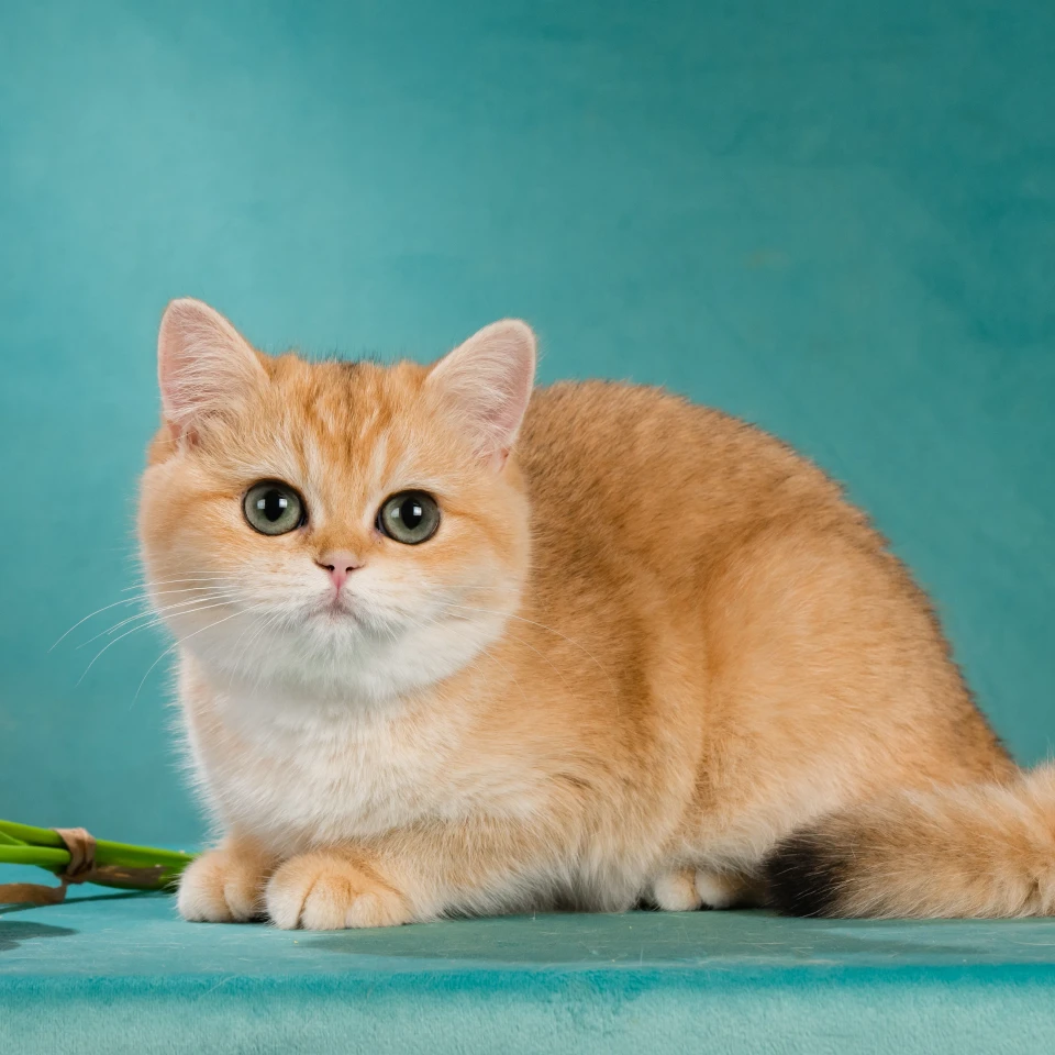 Vasilisa Glorious Cat, фотография 2