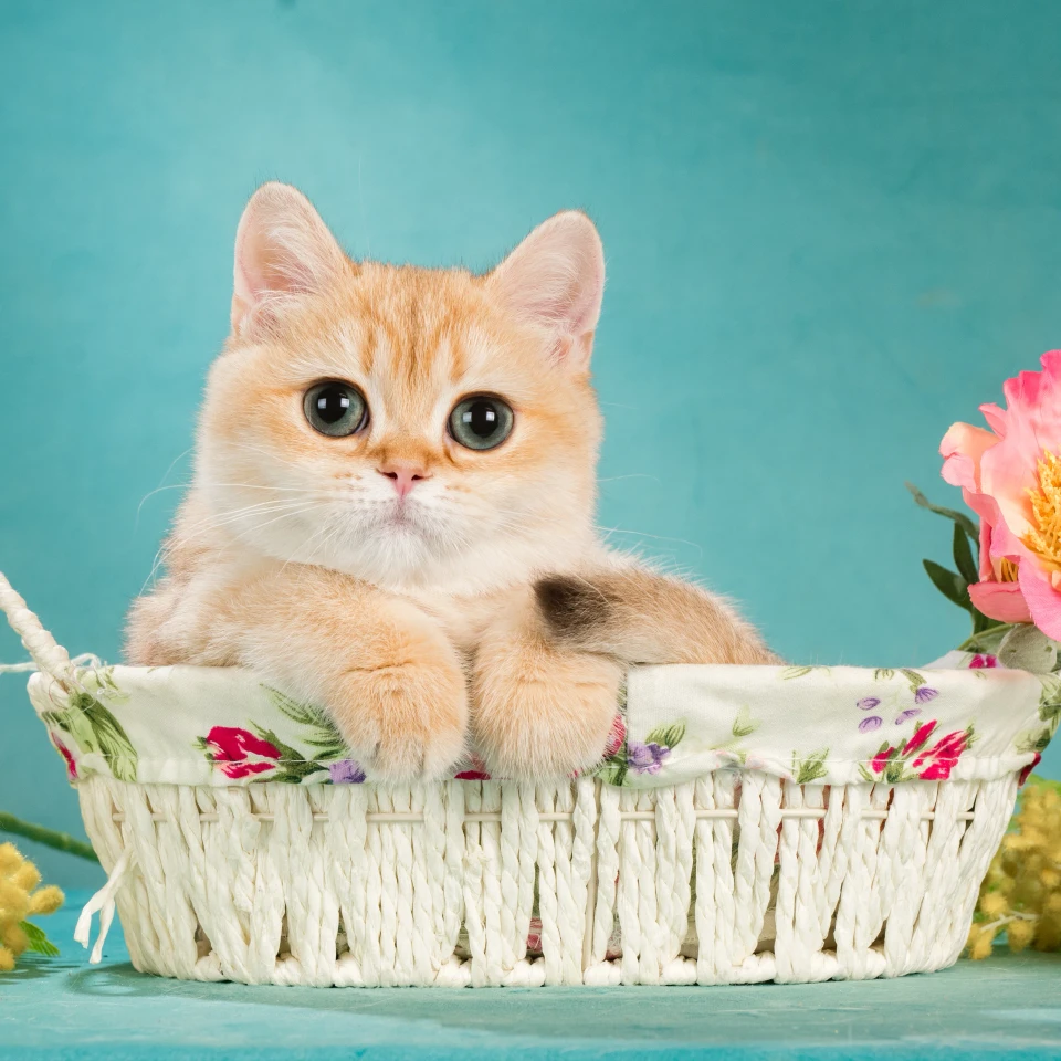 Wesna Glorious Cat, фотография 2