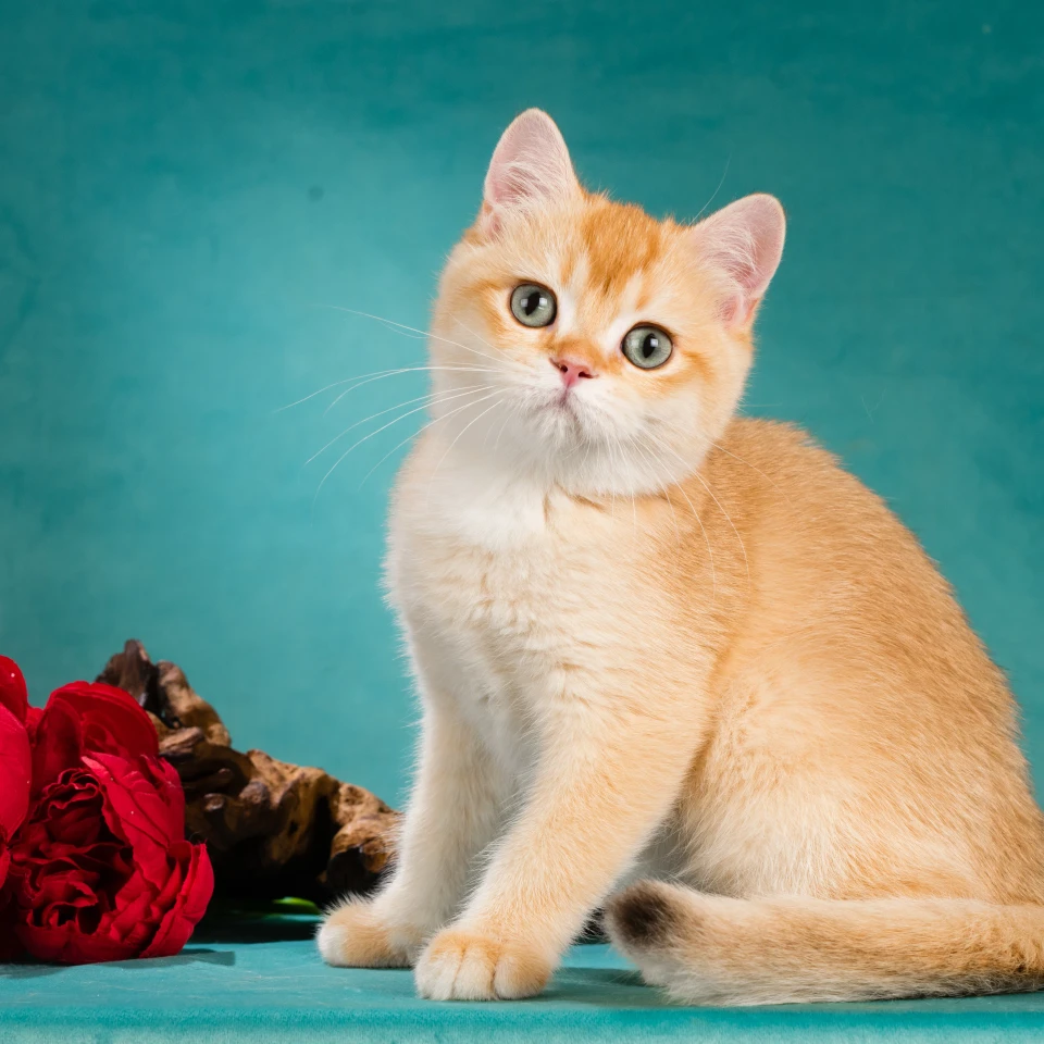 Xan Glorious Cat, фотография 1