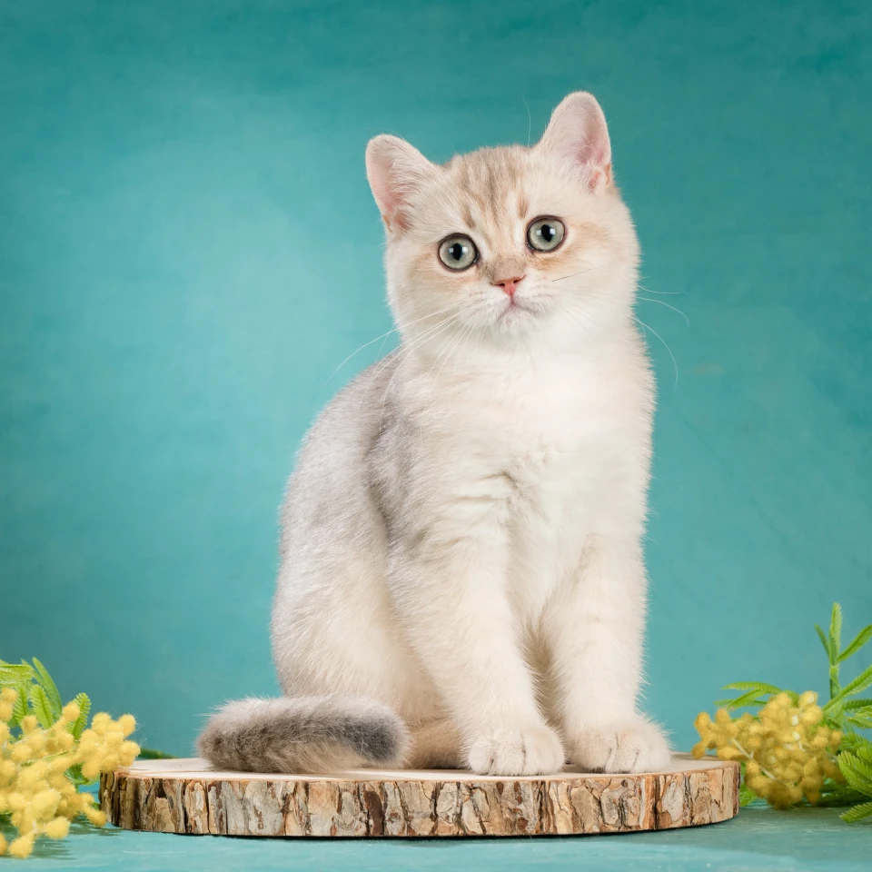 Xanny Glorious Cat, фотография 3