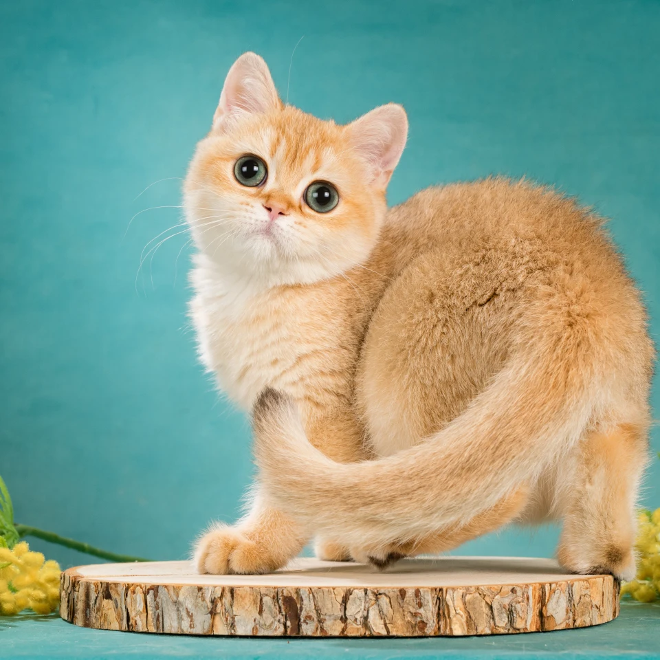 Zlata Glorious Cat, фотография 2