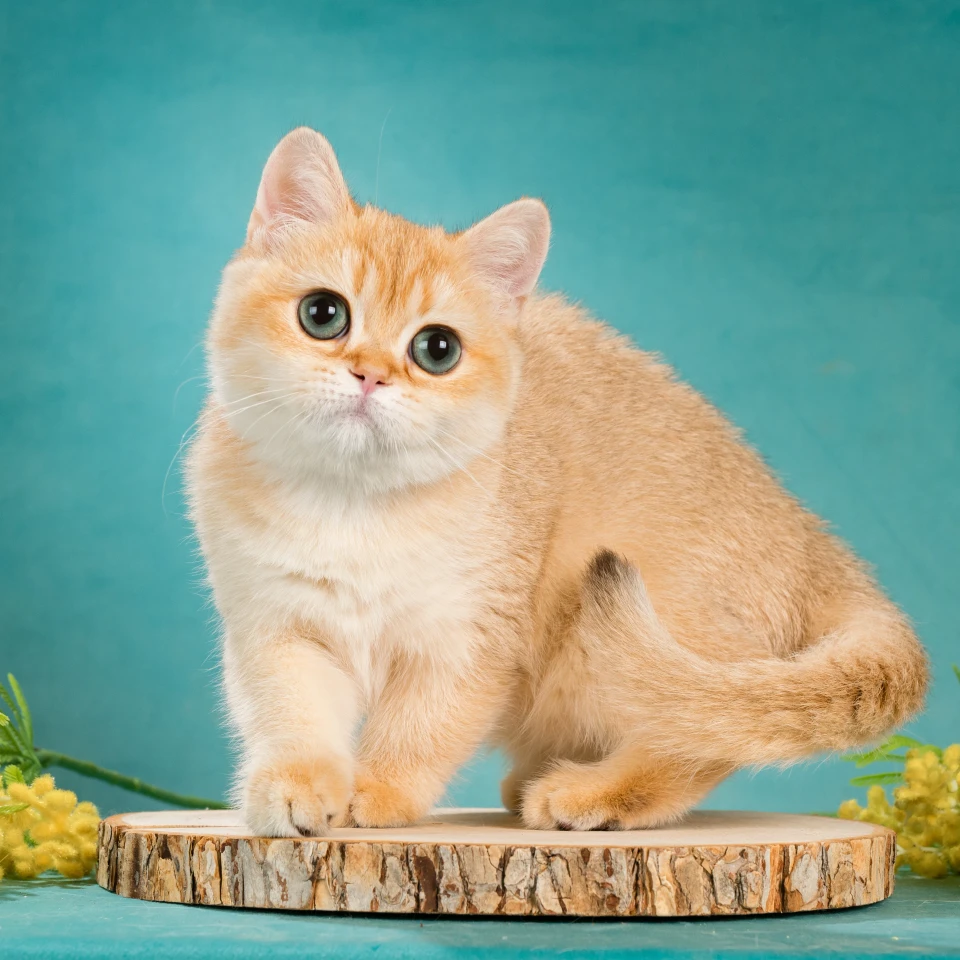 Zlata Glorious Cat, фотография 3