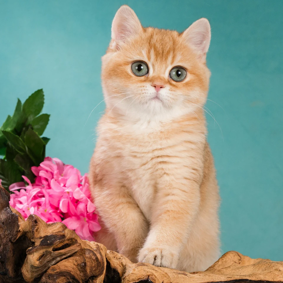 Zabava Glorious Cat, фотография 2