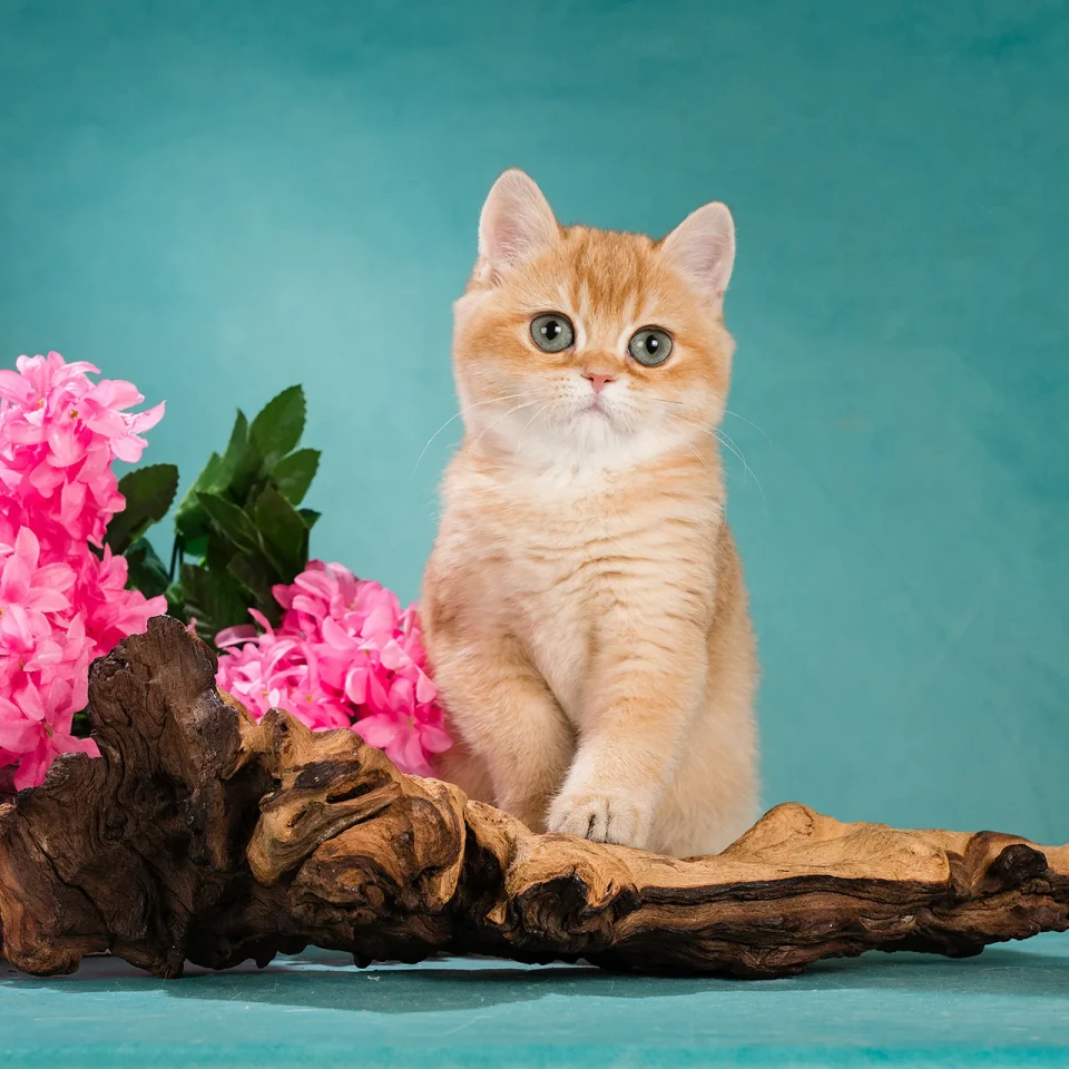 Zabava Glorious Cat, фотография 1