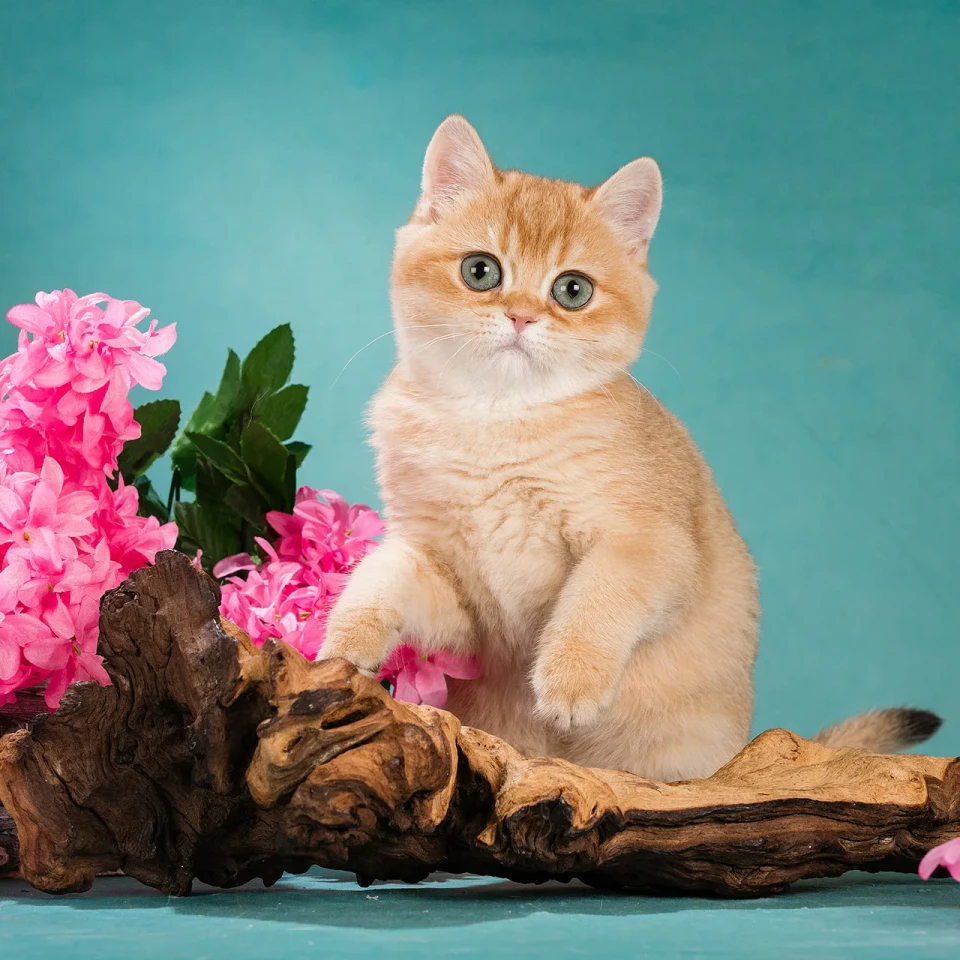 Zabava Glorious Cat, фотография 3