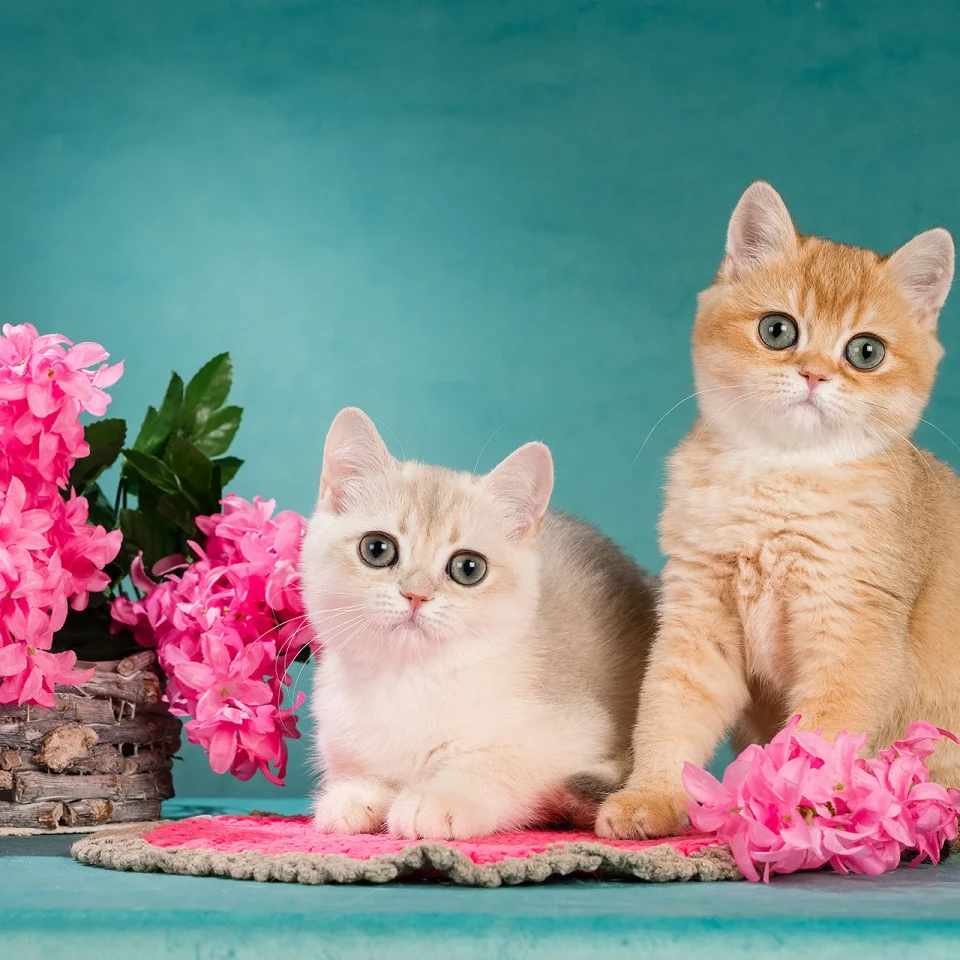 Zabava Glorious Cat, фотография 4