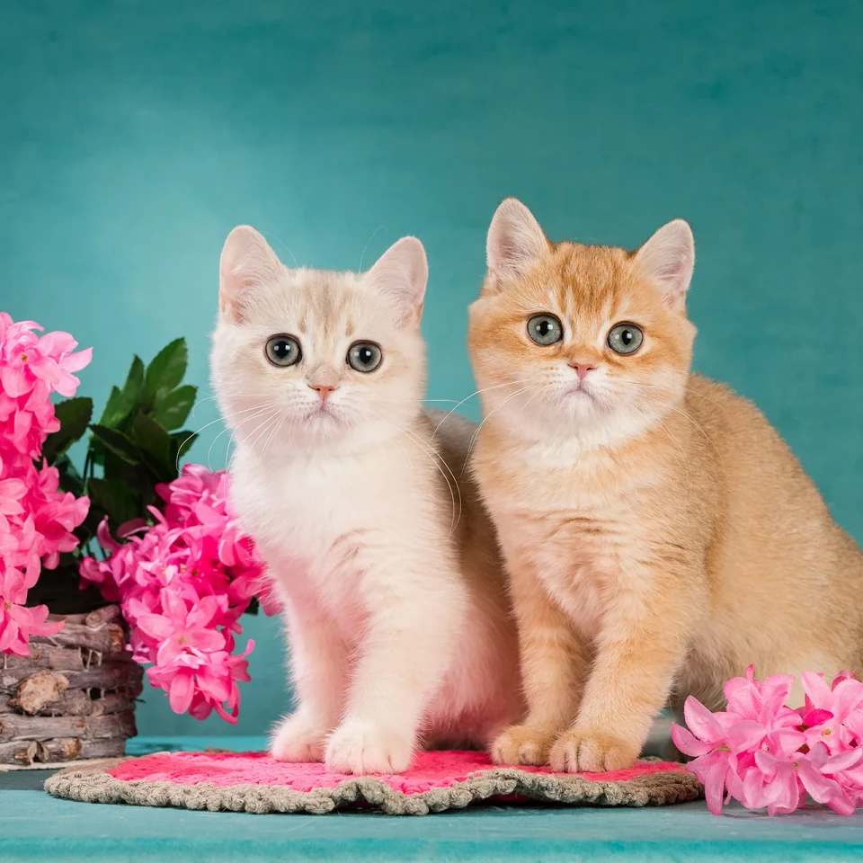 Zabava Glorious Cat, фотография 5