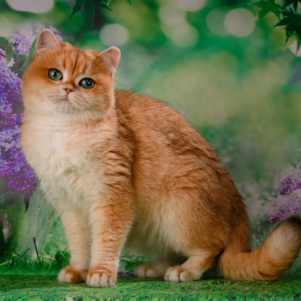Matilda Glorious Cat, фотография 3