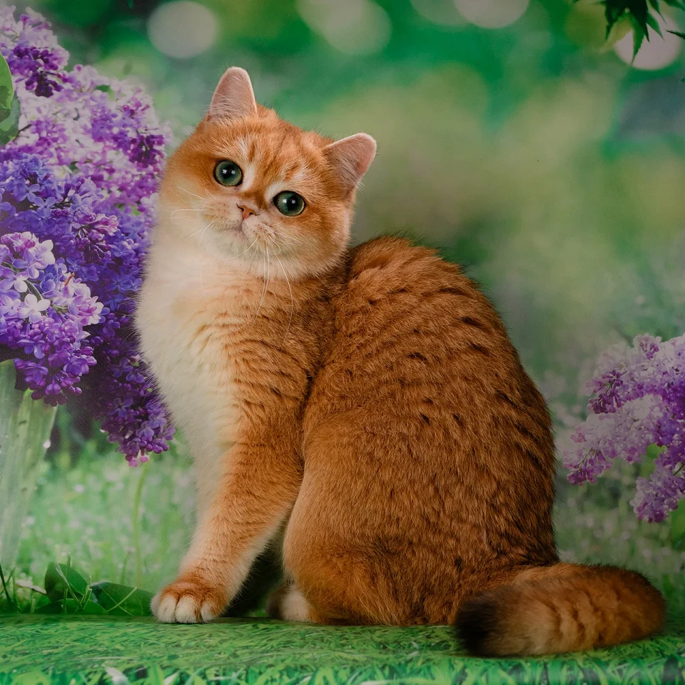 Matilda Glorious Cat, фотография 5