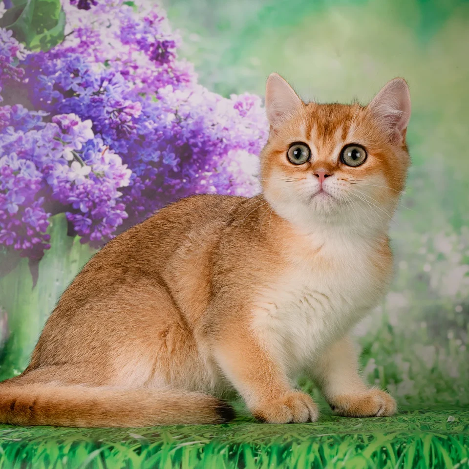 Genger  Bri Adamas*RU, фотография 1