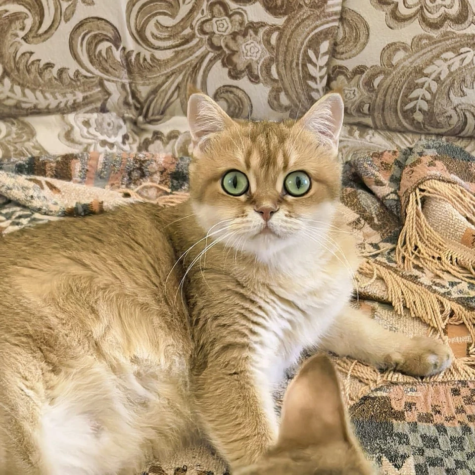 Praskovia Glorious Cat, фотография 2