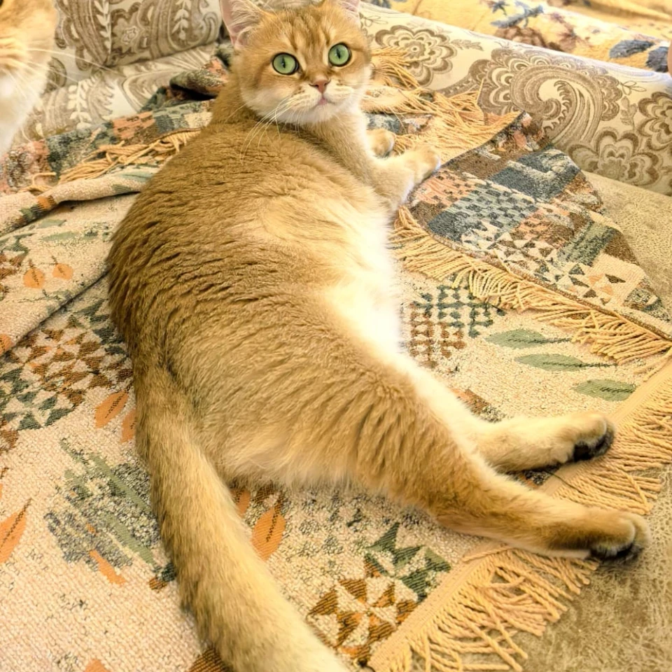 Praskovia Glorious Cat, фотография 3
