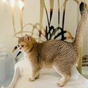 Nicole Glorious Cat