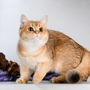 Alice Glorious Cat