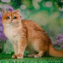 Matilda Glorious Cat
